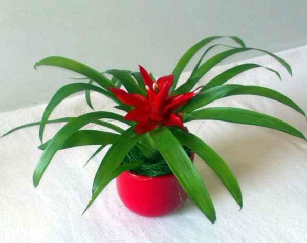 Цветок гузмания Минор Рондо: описание, уход в домашних условиях