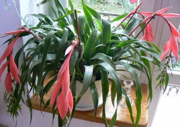 Цветок бильбергия: уход в домашних условиях
