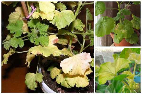 Чем удобрить герань, чтобы листья не желтели и не сохли?