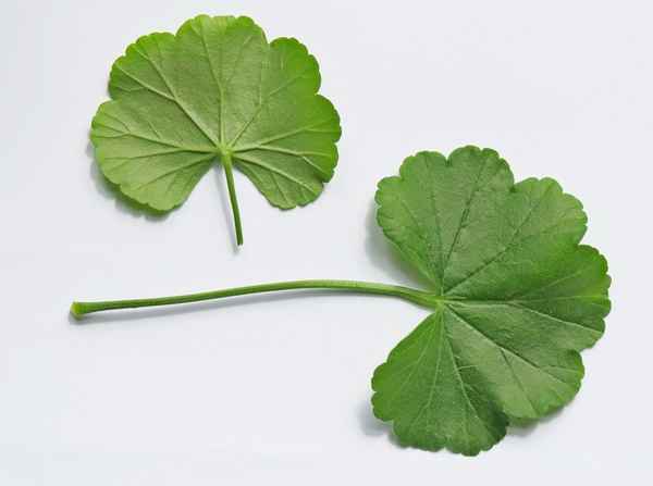 У герани листья станут зелёными при помощи простых средств