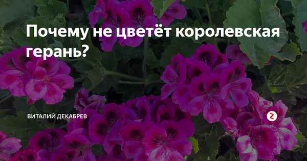 Заставила цвести герань такими приёмами