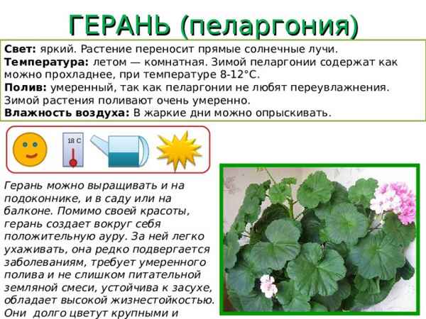 Герань в декабре. Что нельзя делать?