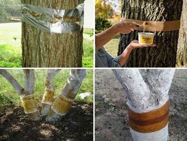 Ловчий пояс для плодовых деревьев от насекомых-вредителей