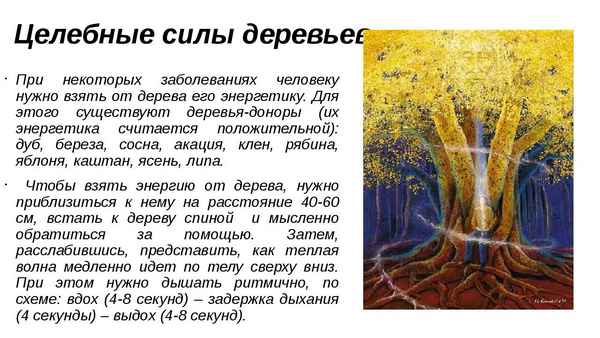 Целебная сила «дерева чистоты»