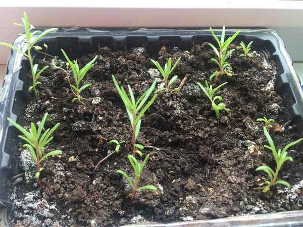 Портулак: выращивание из семян