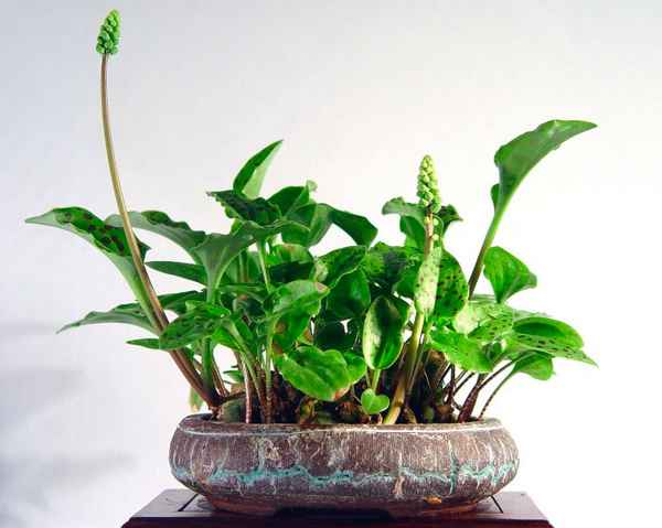 Дримиопсис: уход в домашних условиях