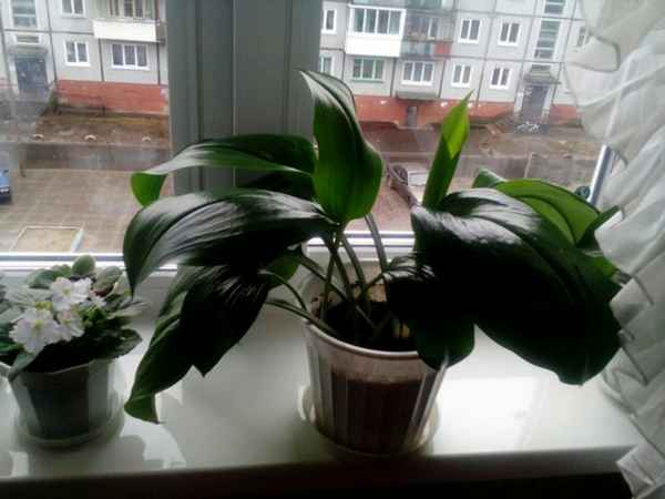 Почему не цветёт эухарис и что при этом делать?