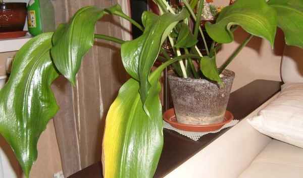 Почему желтеют листья у эухариса: что делать