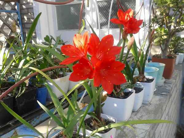 Растение валлота: описание, особенности ухода в домашних условиях