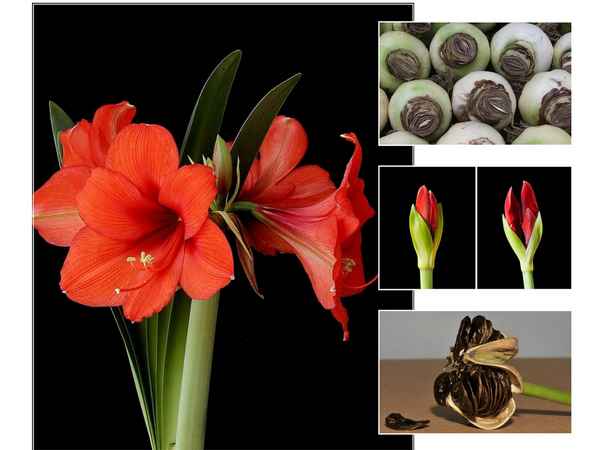 Почему не цветёт гиппеаструм и что при этом делать в домашних условиях?