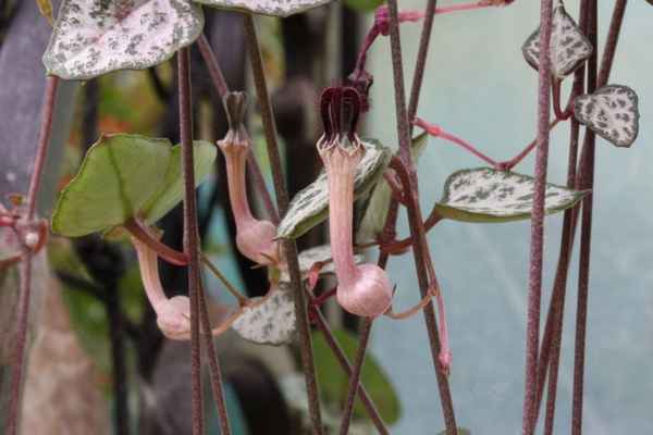 Уход в домашних условиях за растением церопегия Вуда