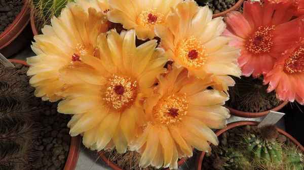 Нотокактус: выращивание и уход в домашних условиях