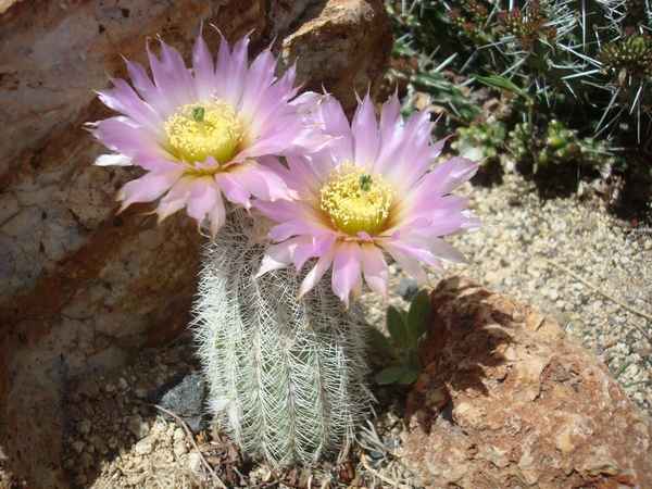 Эхиноцереус: описание и разновидности растения