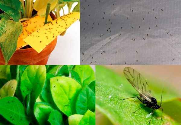 Мошек в комнатных цветах не будет! Делюсь рецептами