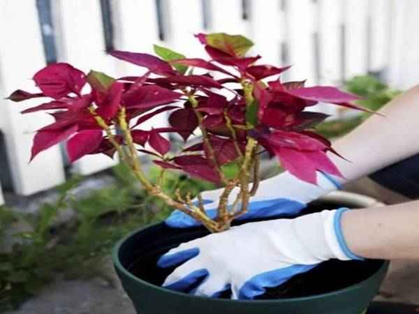 Пуансеттия: уход в домашних условиях, пересадка, обрезка, болезни, приметы и суеверия