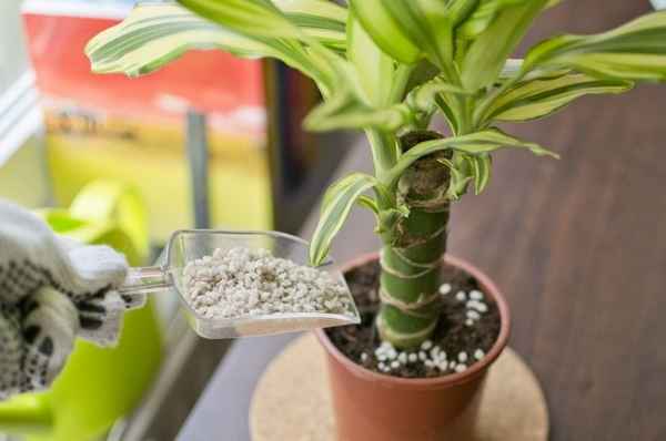 Как удобрять драцену в домашних условиях?