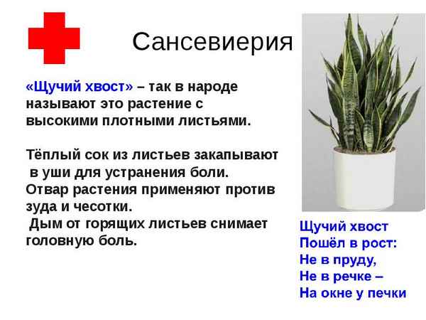 Сансевиерия: польза и вред, приметы и суеверия