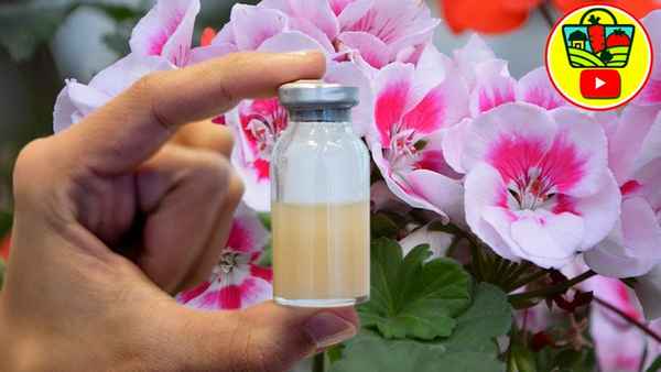 Домашние цветы от такого полива оживают прямо на глазах