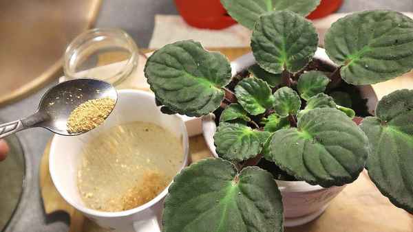 В воду для полива добавляю такой порошок. Зацветает все