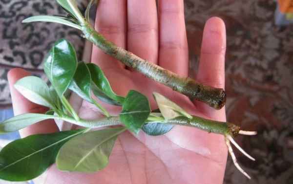 Даже палка пустит корни! Образователь корней, который есть у каждого