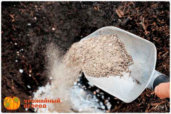 Дайте эту подкормку своим домашним растениям в декабре