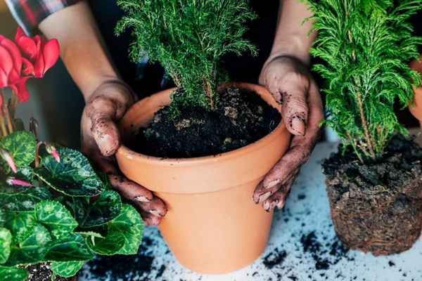 После такой подкормки комнатные растения растут как на дрожжах