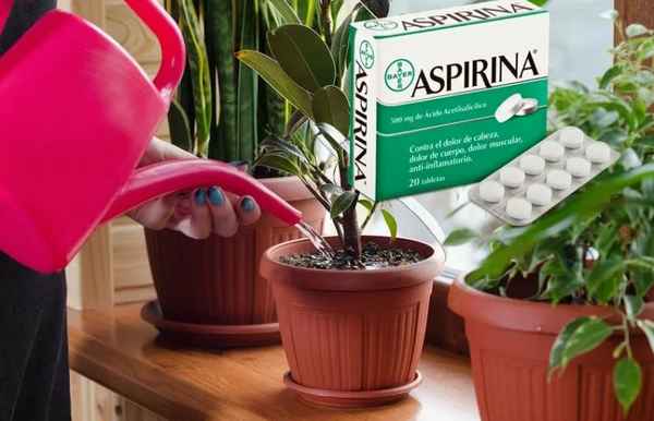 Средство из аптечки оживляет и стимулирует цветение комнатных растений