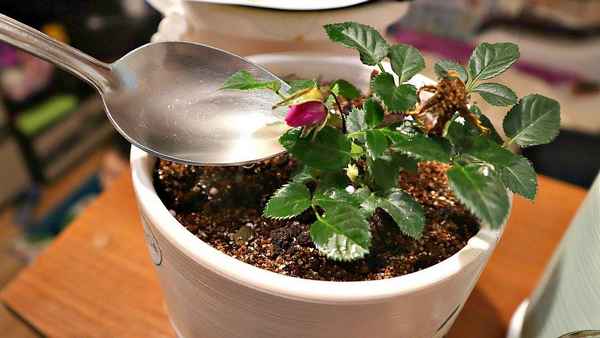 Ваши цветы погибнут если поливать водой из-под крана! Как сделать воду пригодной для полива растений