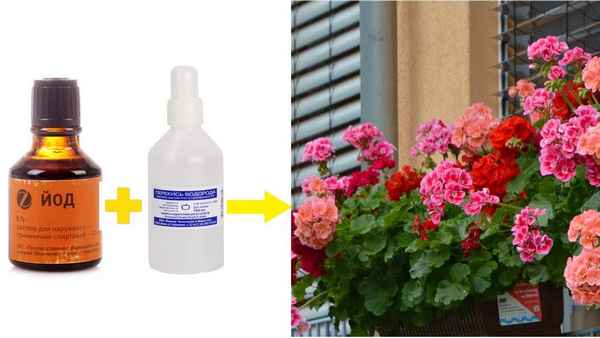 Какие народные средства использовать, чтобы герань цвела пышно?