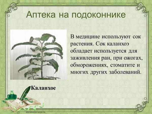 Домашняя аптека на подоконнике