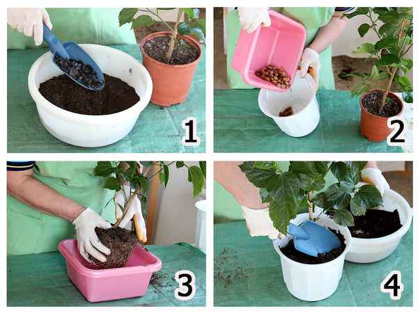 Как правильно посадить комнатные цветы в горшок