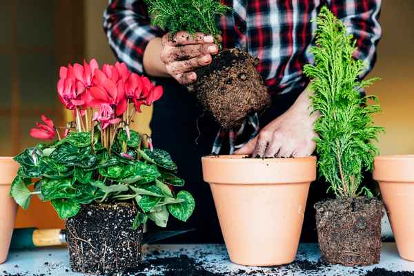 Как правильно и когда нужно пересаживать комнатные растения?