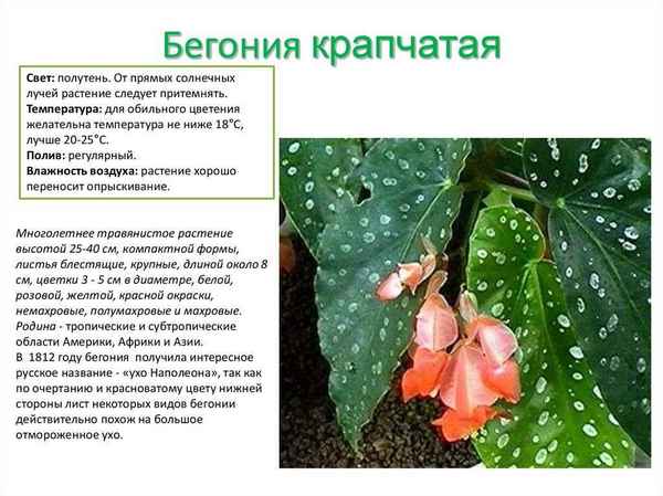 Бегония коралловая: описание, уход и размножение растения в домашних условиях