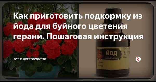 Как правильно использовать йод для удобрения герани