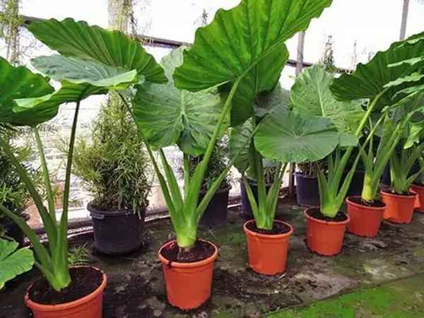 Алоказия крупнокорневая: уход в домашних условиях