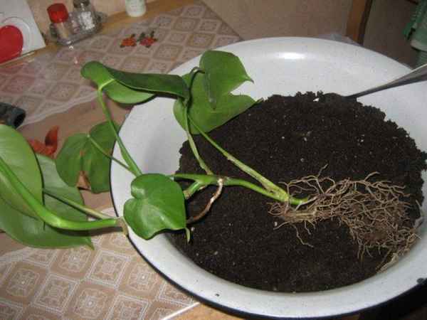 Как правильно пересадить монстеру в домашних условиях
