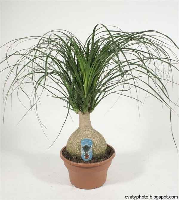 Как ухаживать за бокарнеей в домашних условиях