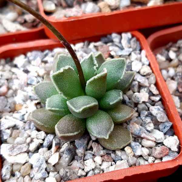 Адромискус: описание видов, выращивание и уход в домашних условиях