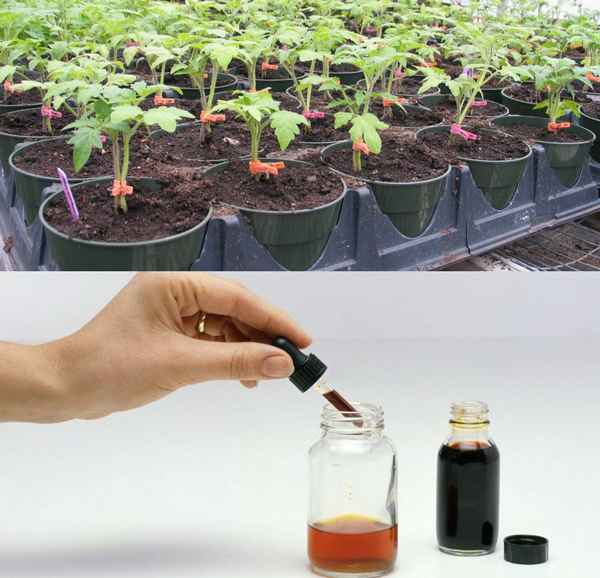 Для чахлой рассады обязательно пригодится