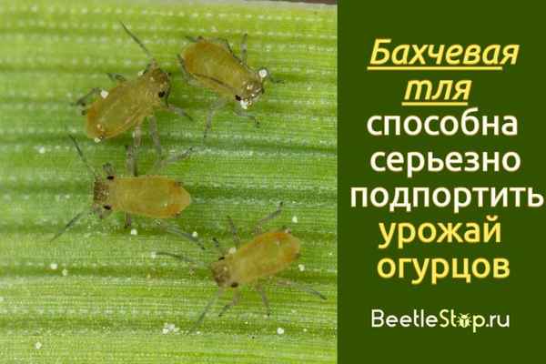 Сигаретные окурки помогут изгнать тлю с огуречных грядок