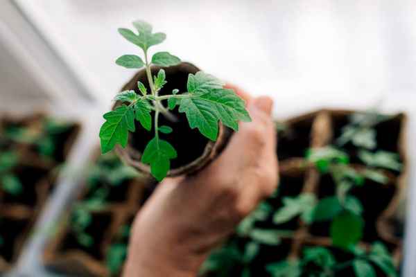 10 ошибок при выращивании рассады