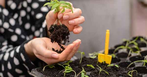 Грунт, в котором рассада не заболеет