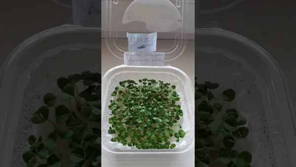 Витаминная бомба. Как выращивать микрозелень дома?