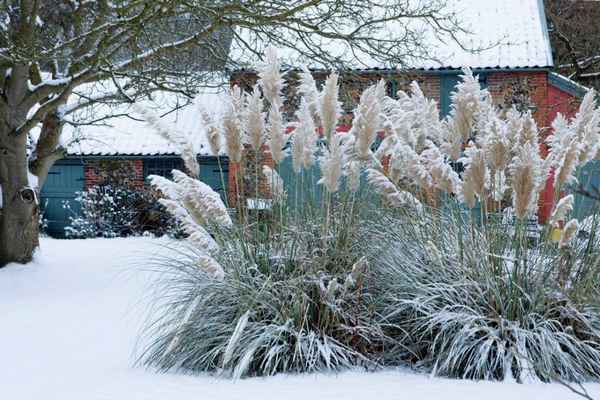 Какие растения украсят ваш сад зимой?