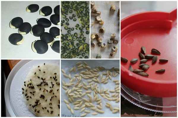 Прорастают даже просроченные семена. Мощный стимулятор