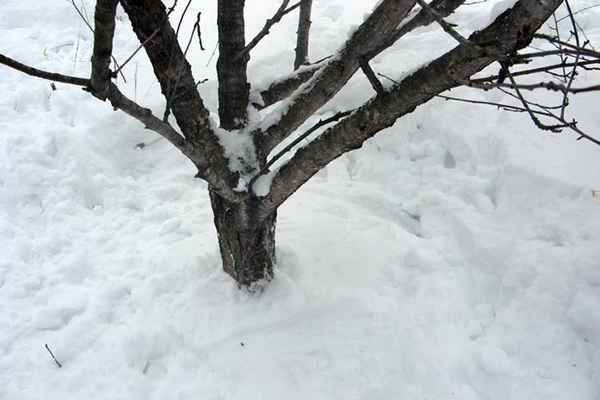 Зачем нужно утаптывать снег вокруг деревьев