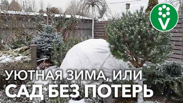 С этими советами деревья в саду легко переживут зиму