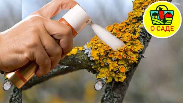 Мох, лишайники и плесень гибнут сразу от этих средств. Безопасно для человека и сада