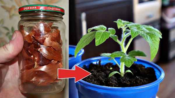 Добавьте это при посадке в горшок! Рассада вырастет мощная без подкормок