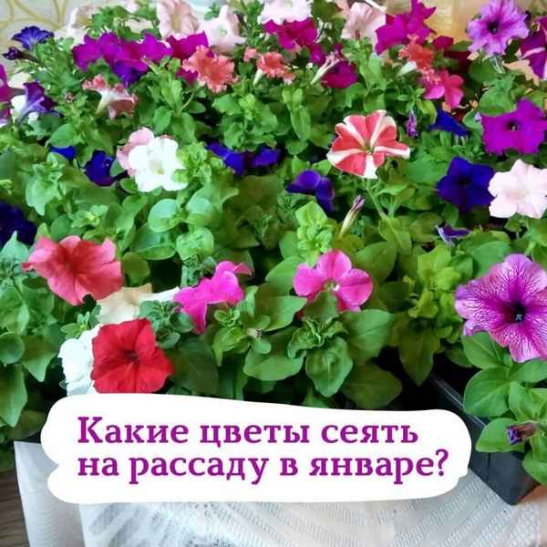 Топ-5 цветов, которые можно и нужно сеять в декабре-январе